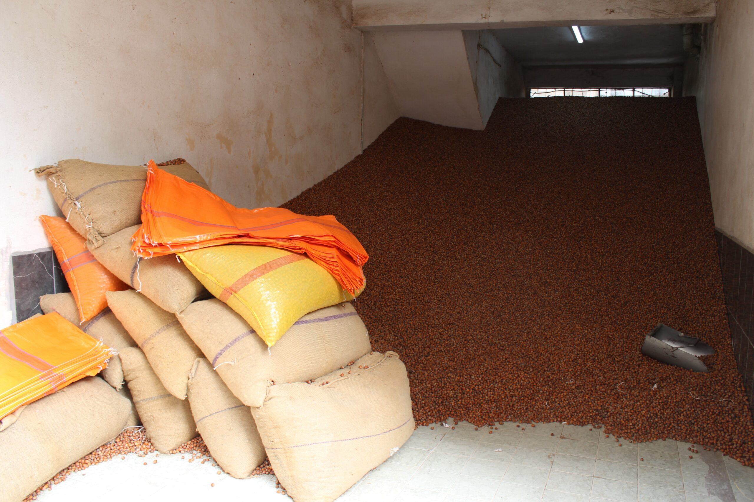 Sezon başında taban alım fiyatı 82,5 TL olarak açıklanan fındık,