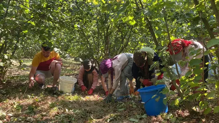 Düzce‘de hava sıcaklıklarının mevsim normallerinin üzerinde seyretmesi nedeniyle fındık hasadı erken başladı.