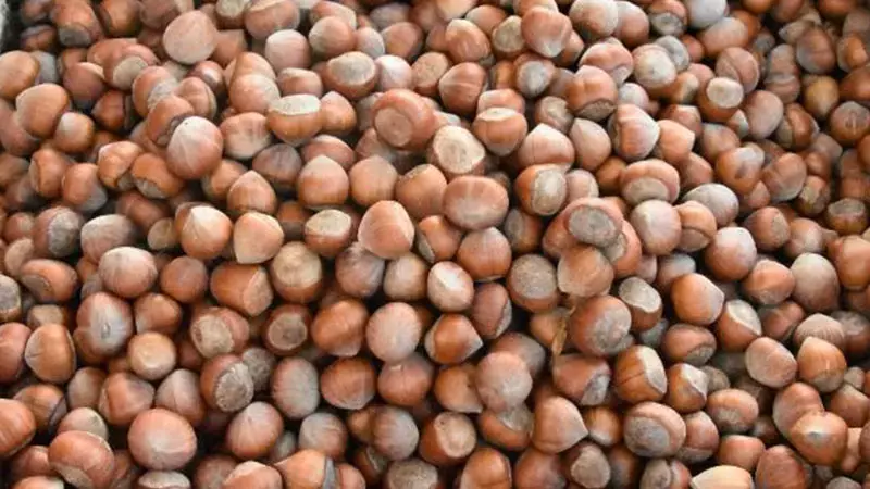 Tarım ve Orman Bakanlığı: Fındık alım fiyatları Levant kalite için 130 TL, Giresun kalite için