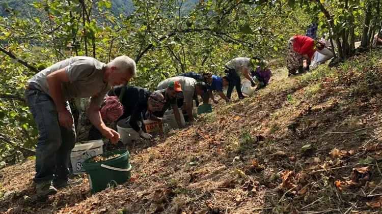 Düzce‘nin Yığılca ilçesinde fındık üreticileri, maliyetten tasarruf etmek amacıyla imece usulü hasat