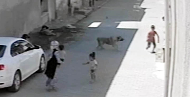 Şanlıurfa‘da, yoldan geçen 3 çocuğa başıboş sokak köpekleri saldırdı. Saldırıyı gören kadının,