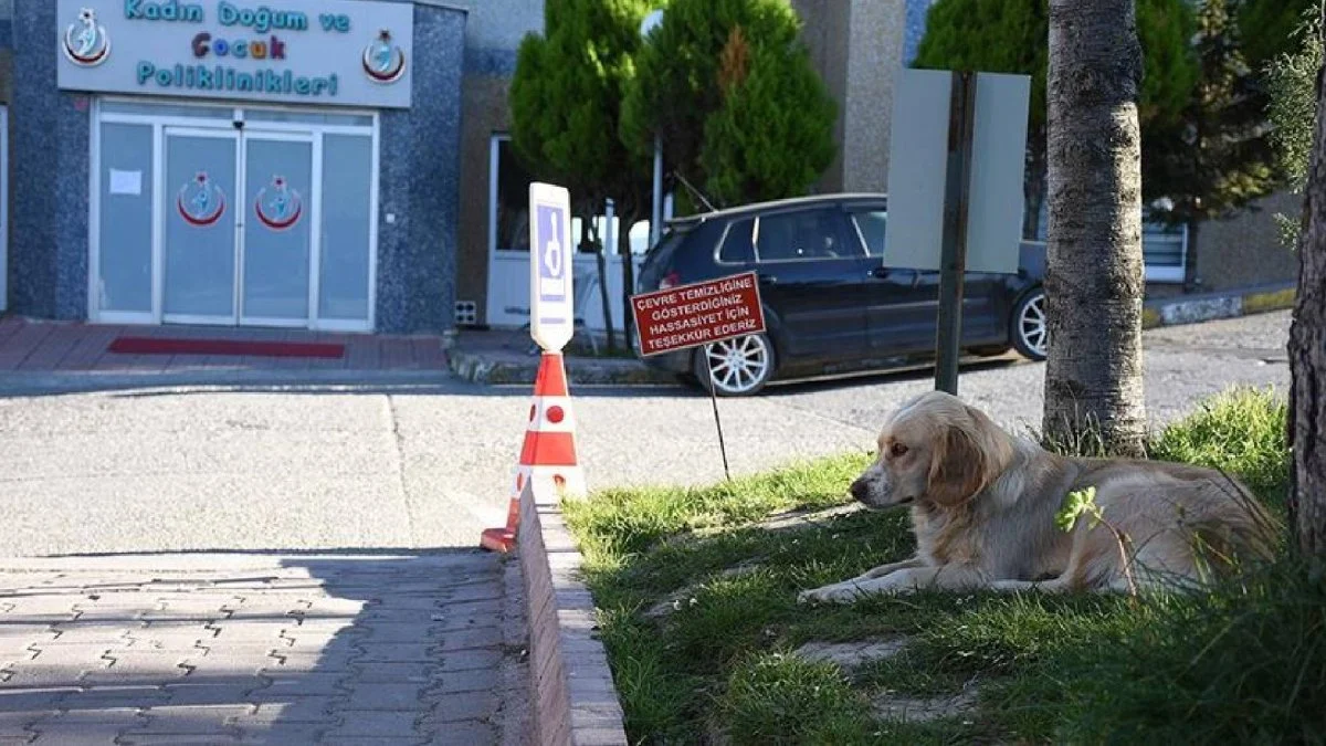 Sağlık Bakanlığı, son dönemlerde sağlık kuruluşlarının girişlerinde ve bahçelerinde sahipsiz