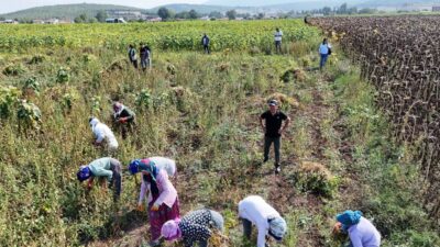 SAMSUN – Samsun Büyükşehir Belediyesi’nin destekleriyle üretimi sürdürülen Ladik fasulyesinde